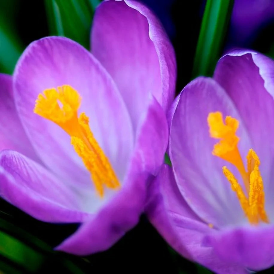 Yodeyma BOREAL Woda perfumowana 100ml.Nuta owocowo-kwiatowa