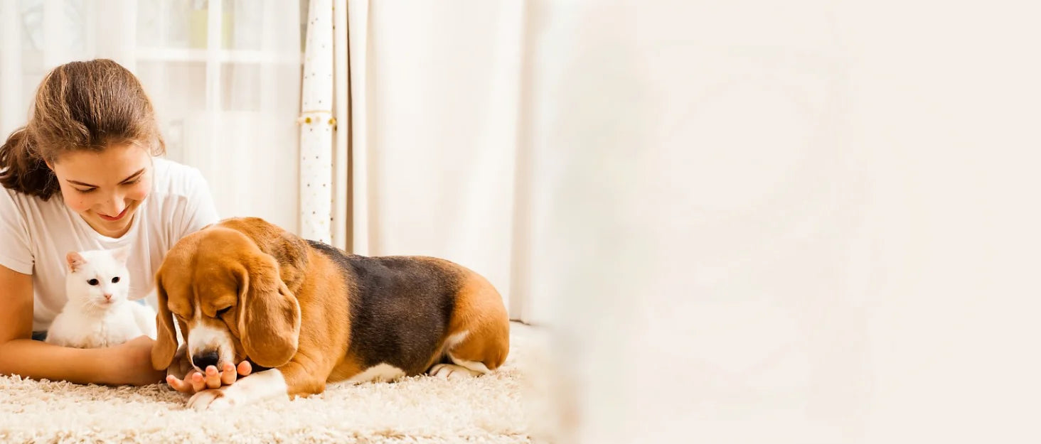 Fontanna dla kotów Fontanna ze stali nierdzewnej.